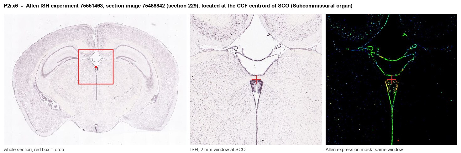 P2rx6 Allen ISH at the CCF centroid of SCO