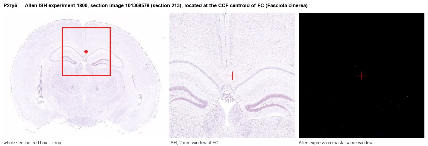 P2ry6 Allen ISH at the CCF centroid of FC