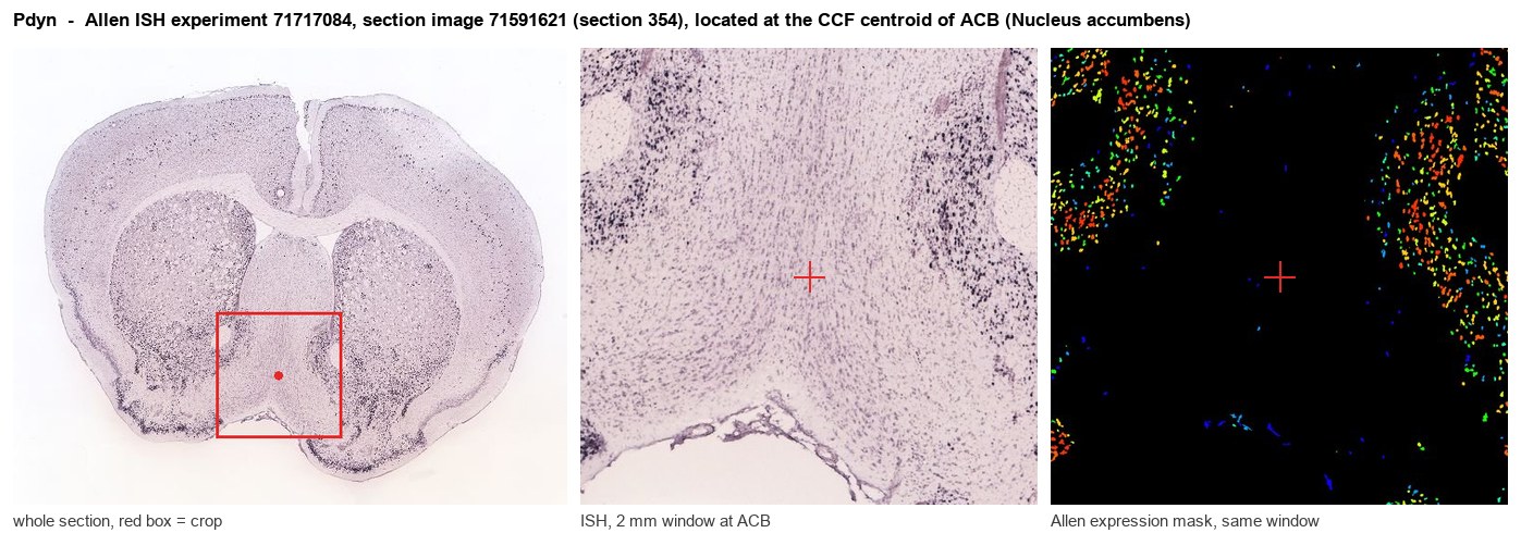Pdyn Allen ISH at the CCF centroid of ACB