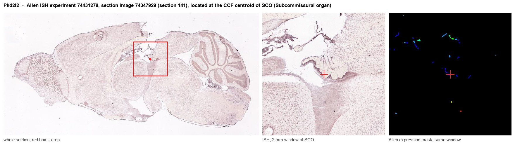 Pkd2l2 Allen ISH at the CCF centroid of SCO