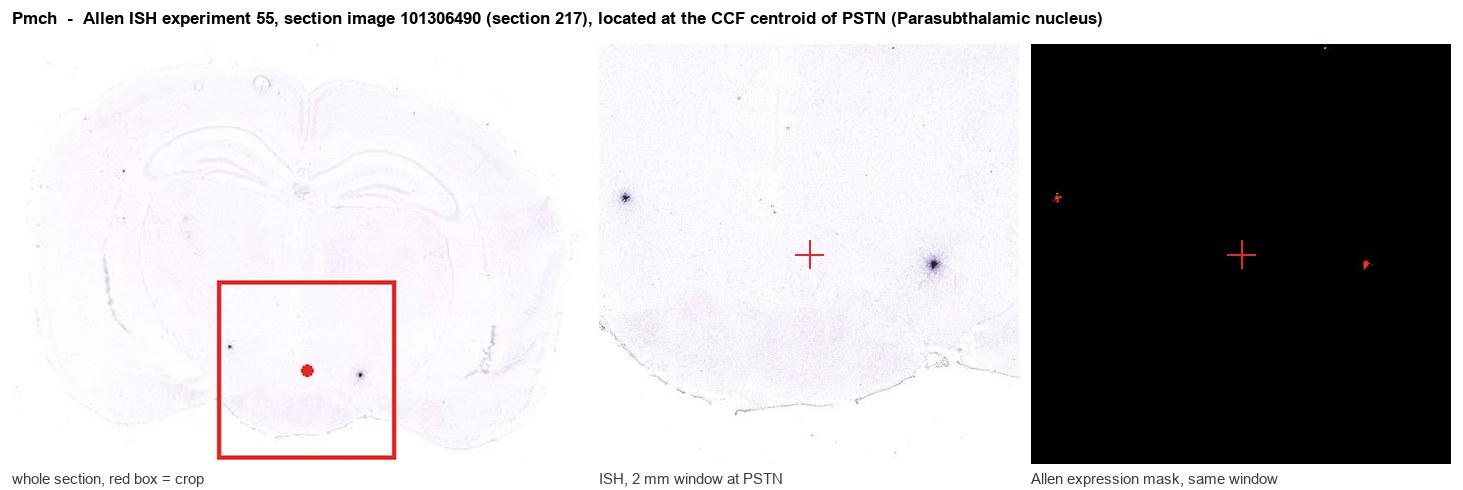 Pmch Allen ISH at the CCF centroid of PSTN