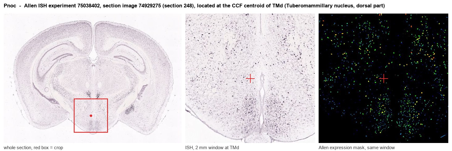 Pnoc Allen ISH at the CCF centroid of TMd