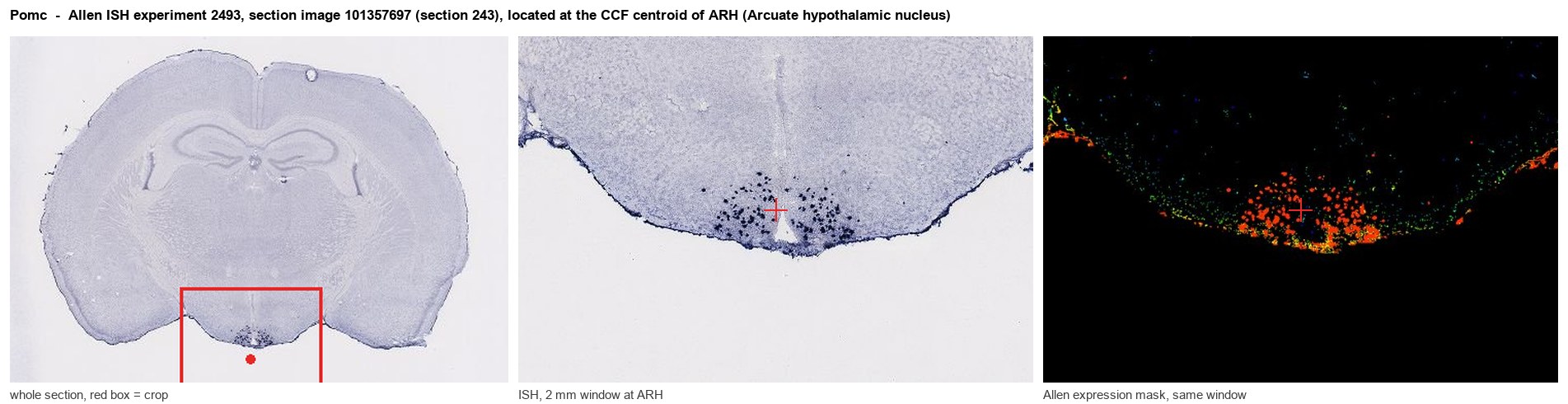 Pomc Allen ISH at the CCF centroid of ARH