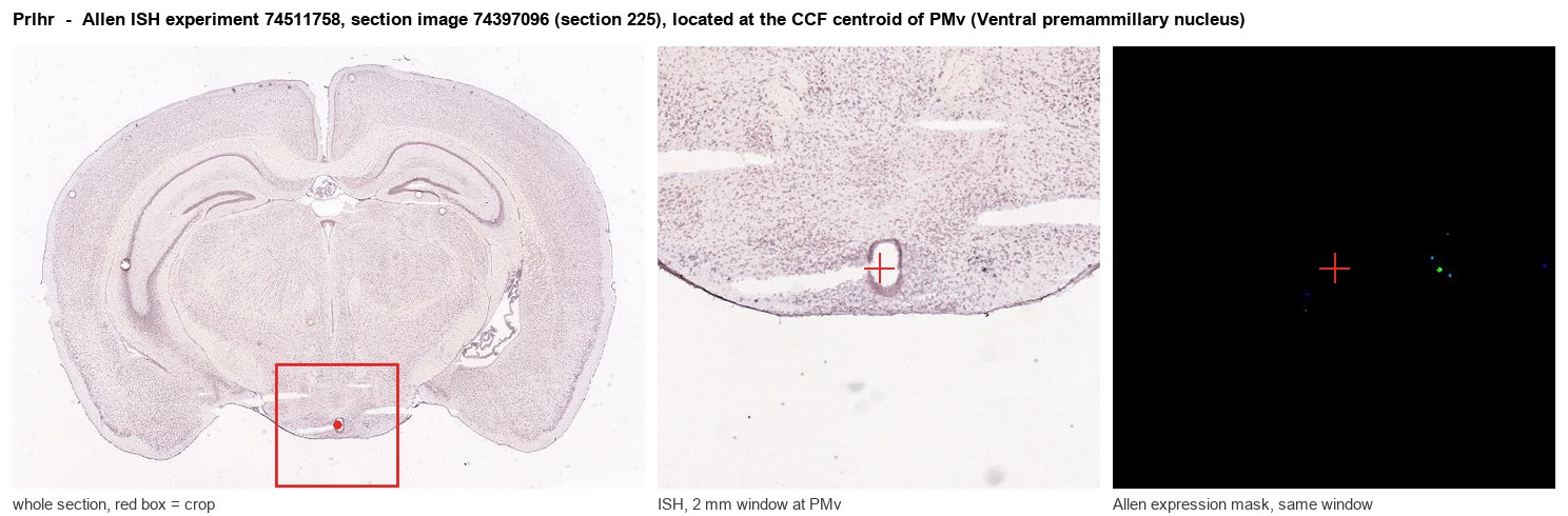 Prlhr Allen ISH at the CCF centroid of PMv