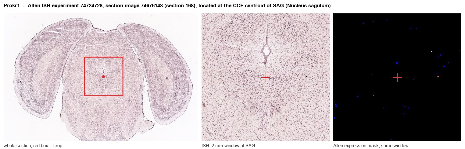 Prokr1 Allen ISH at the CCF centroid of SAG