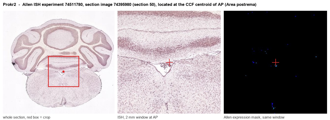 Prokr2 Allen ISH at the CCF centroid of AP