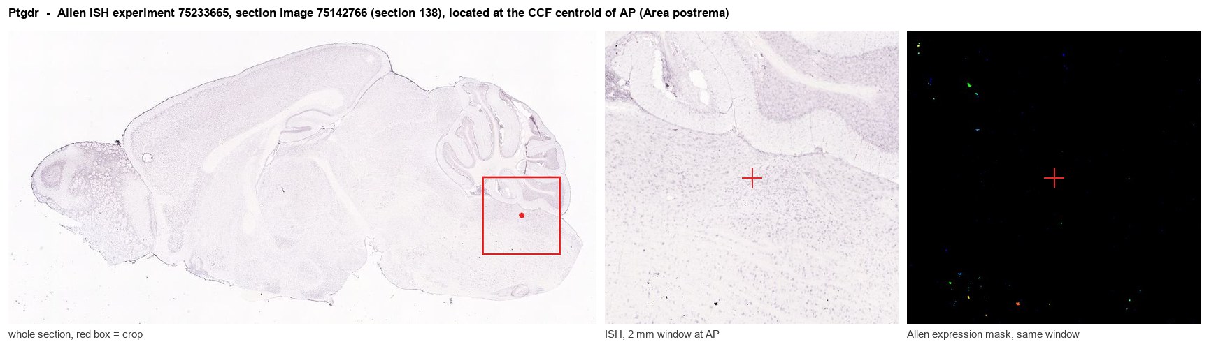 Ptgdr Allen ISH at the CCF centroid of AP