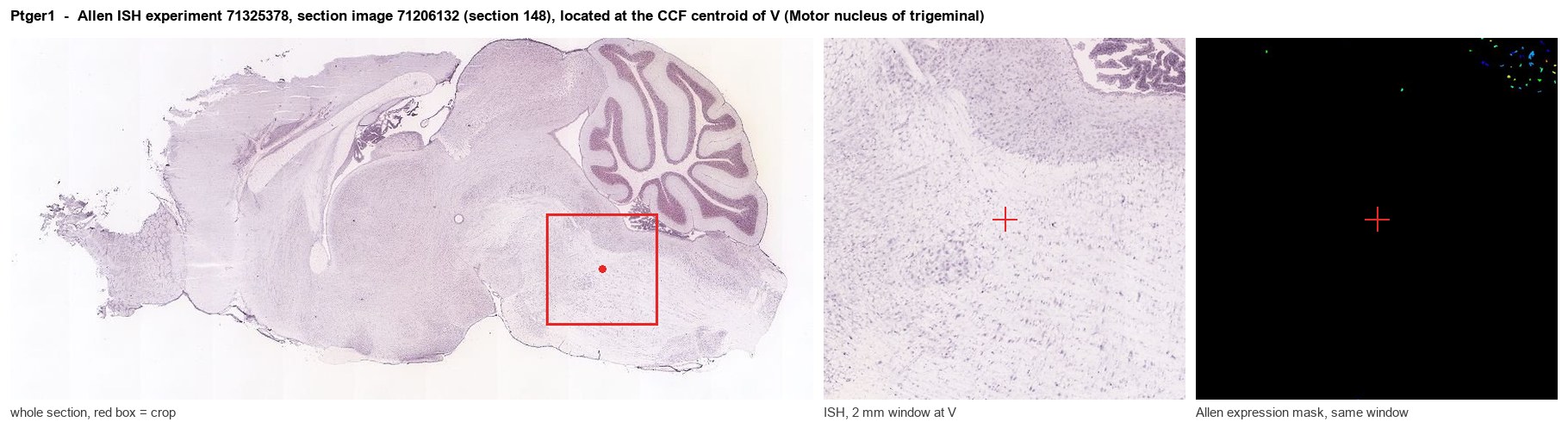 Ptger1 Allen ISH at the CCF centroid of V