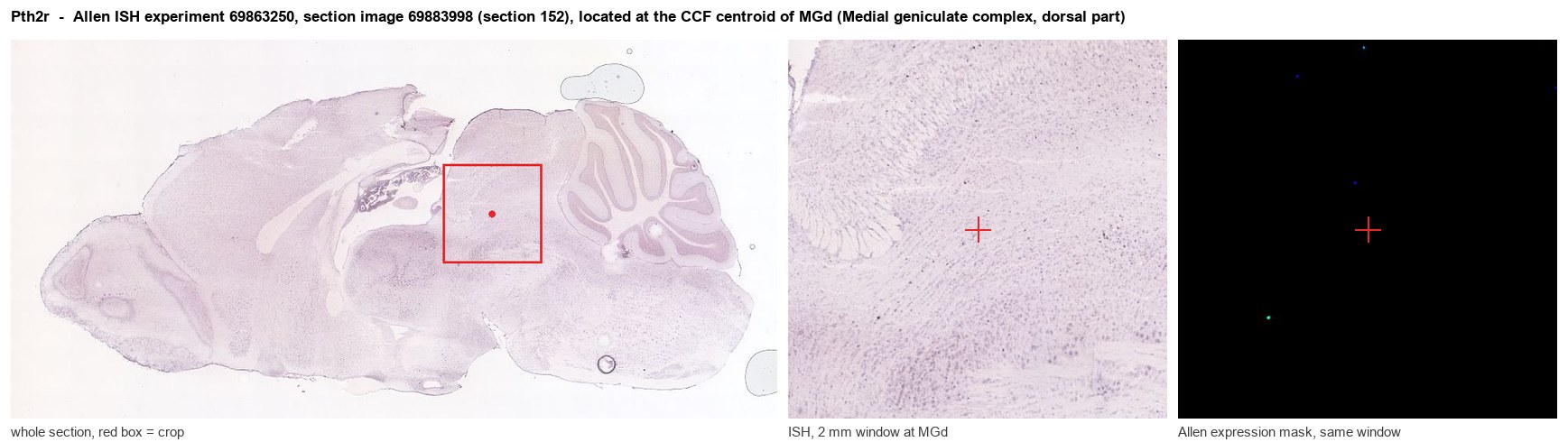 Pth2r Allen ISH at the CCF centroid of MGd