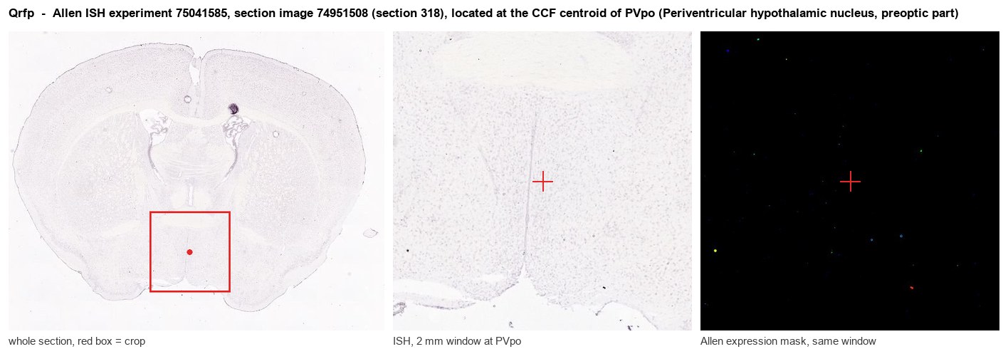 Qrfp Allen ISH at the CCF centroid of PVpo