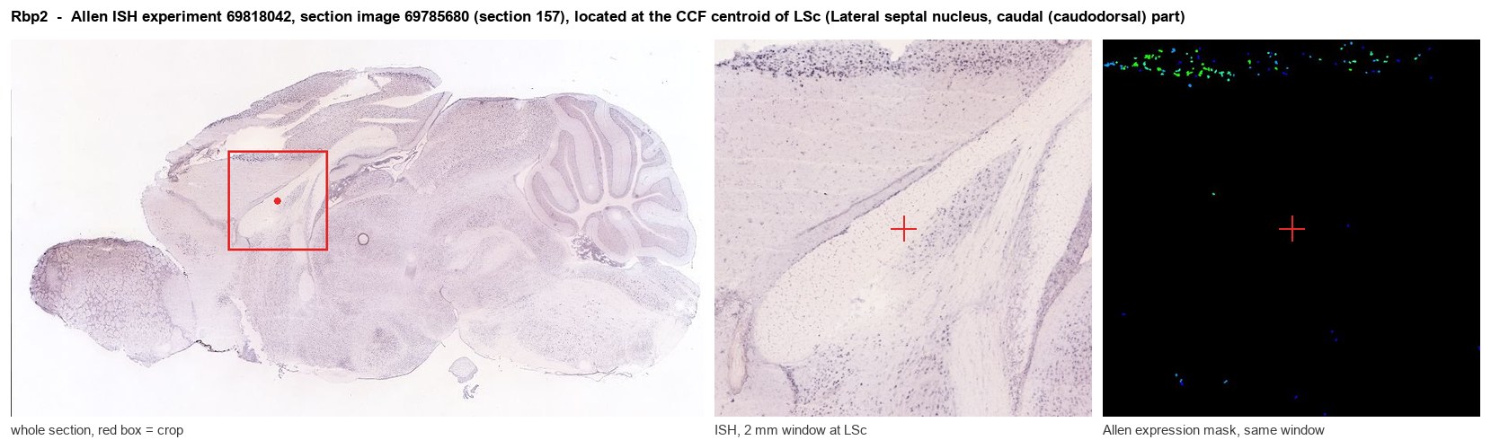 Rbp2 Allen ISH at the CCF centroid of LSc