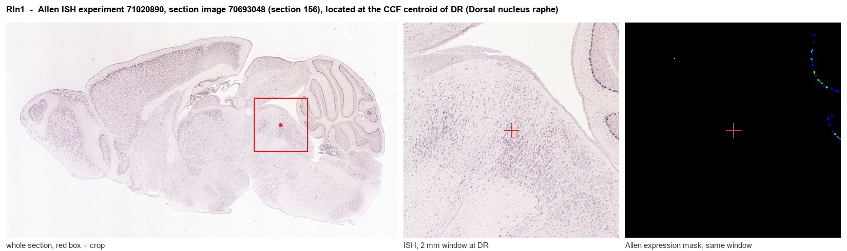 Rln1 Allen ISH at the CCF centroid of DR