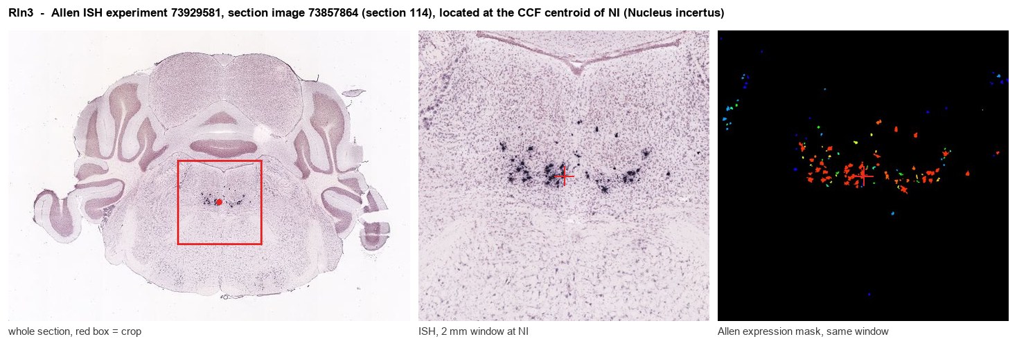 Rln3 Allen ISH at the CCF centroid of NI