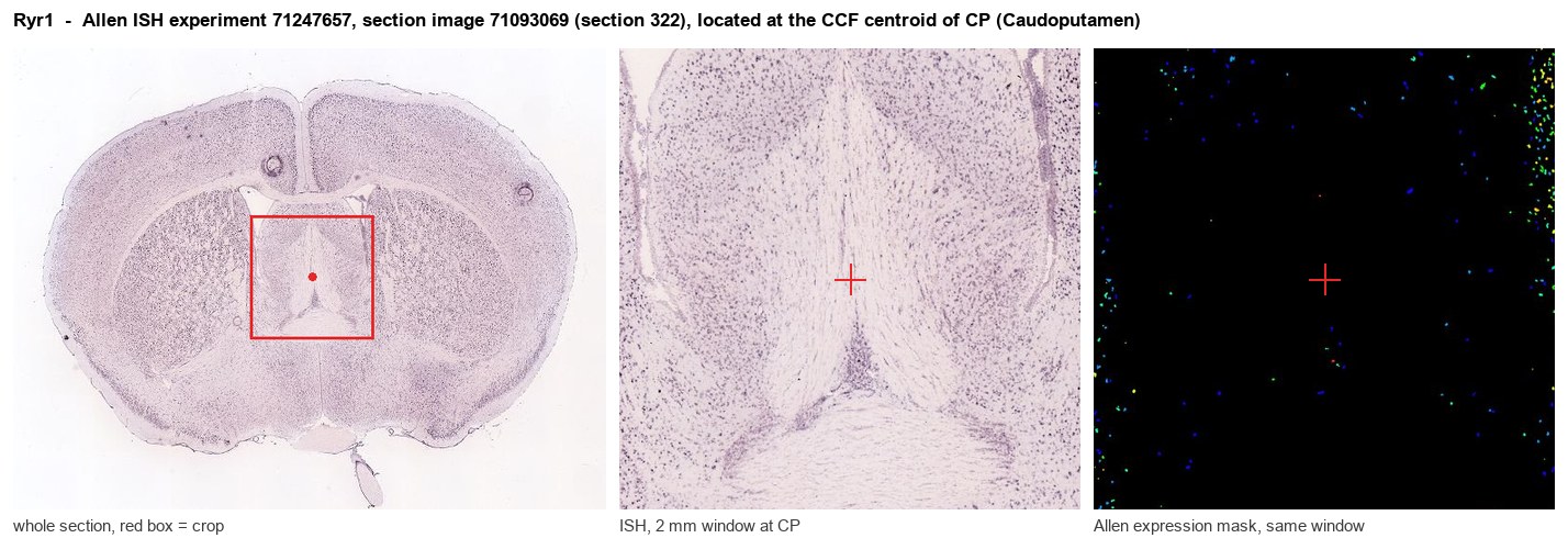 Ryr1 Allen ISH at the CCF centroid of CP
