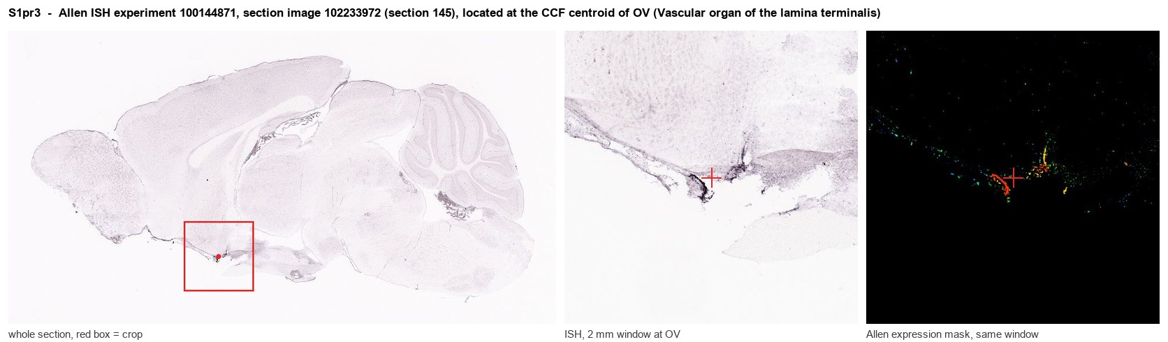S1pr3 Allen ISH at the CCF centroid of OV