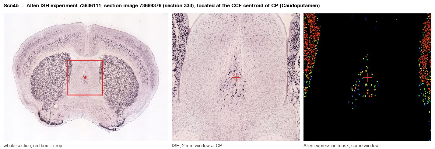 Scn4b Allen ISH at the CCF centroid of CP