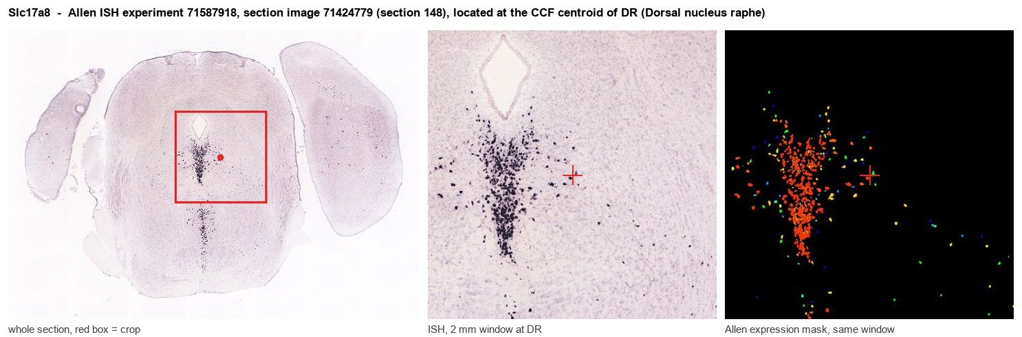 Slc17a8 Allen ISH at the CCF centroid of DR