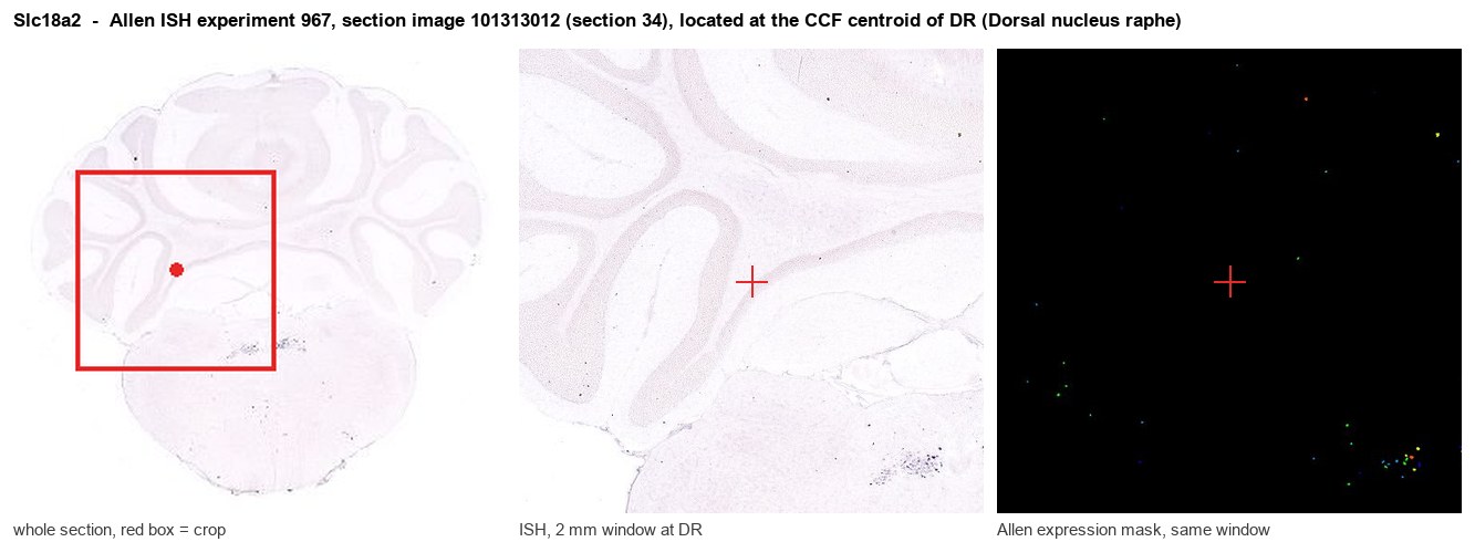 Slc18a2 Allen ISH at the CCF centroid of DR