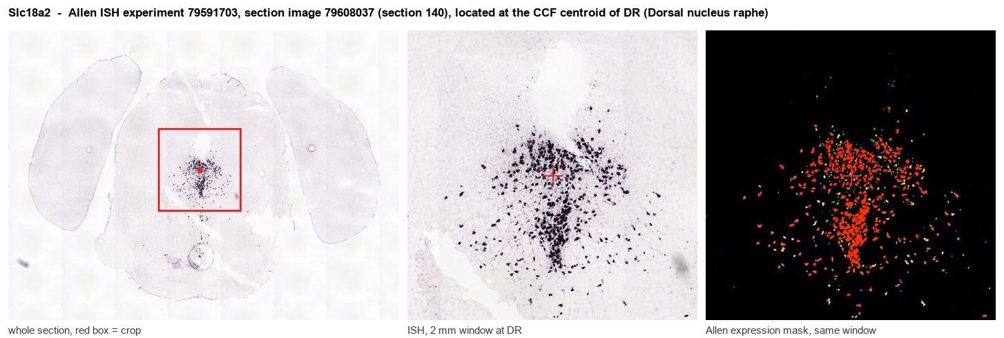 Slc18a2 Allen ISH at the CCF centroid of DR