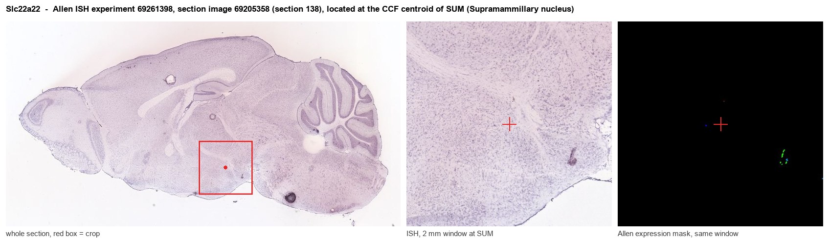 Slc22a22 Allen ISH at the CCF centroid of SUM