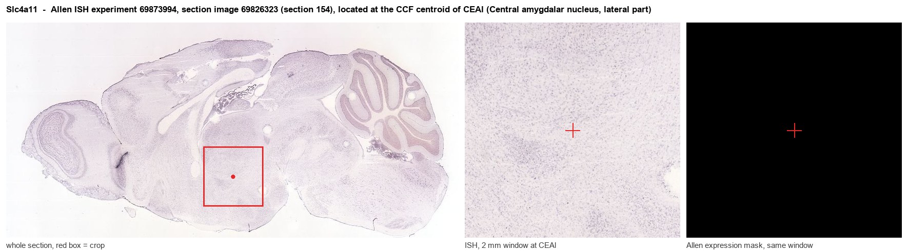 Slc4a11 Allen ISH at the CCF centroid of CEAl
