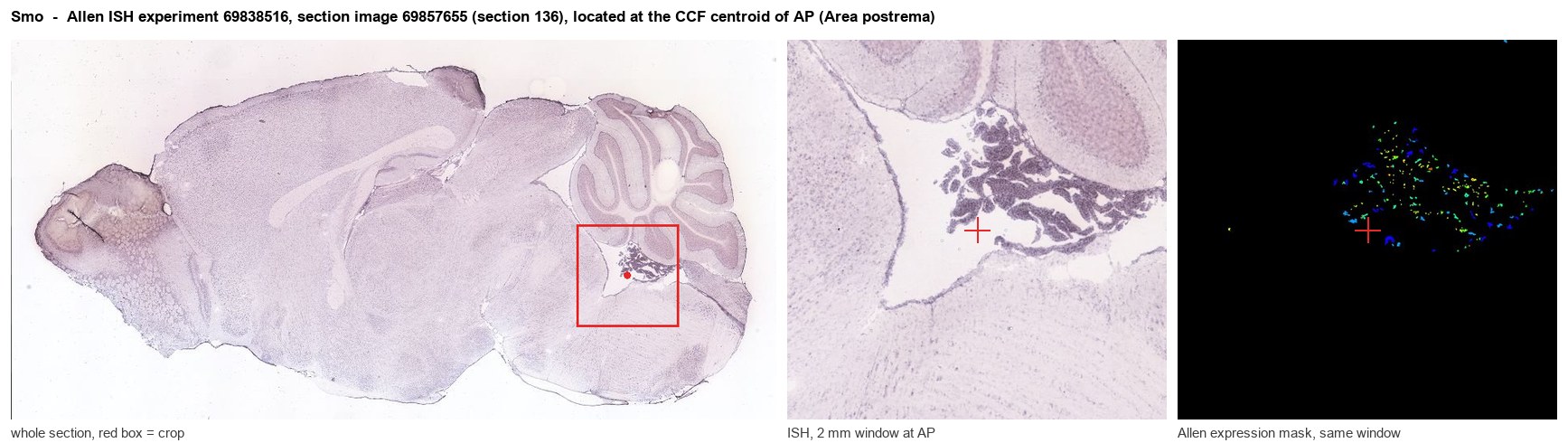 Smo Allen ISH at the CCF centroid of AP