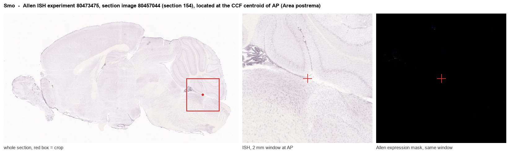Smo Allen ISH at the CCF centroid of AP