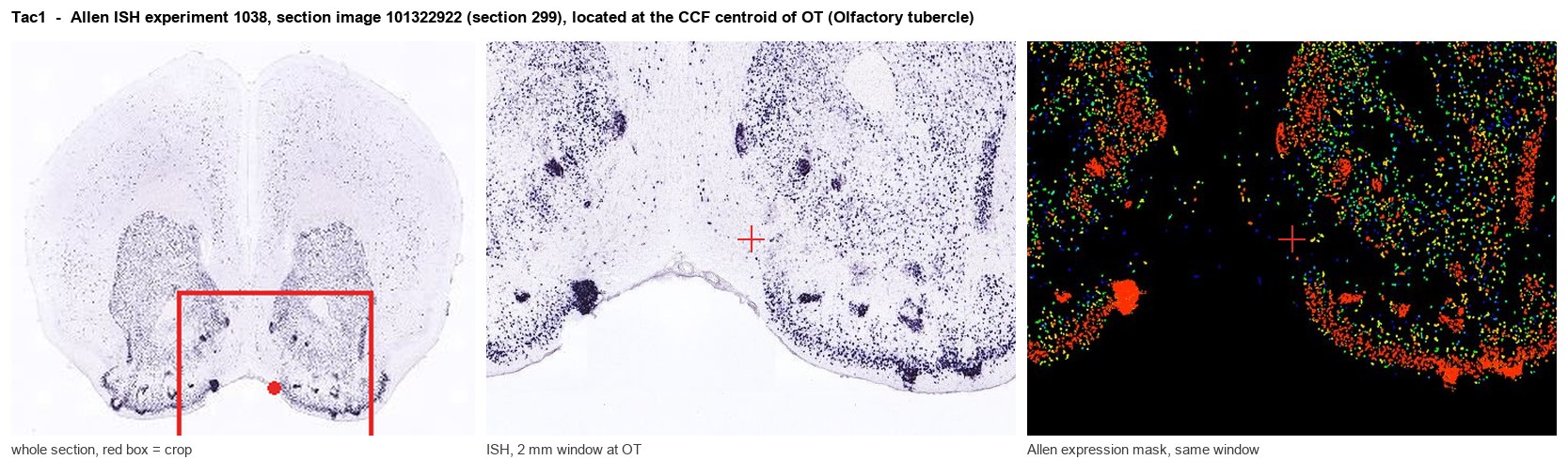Tac1 Allen ISH at the CCF centroid of OT