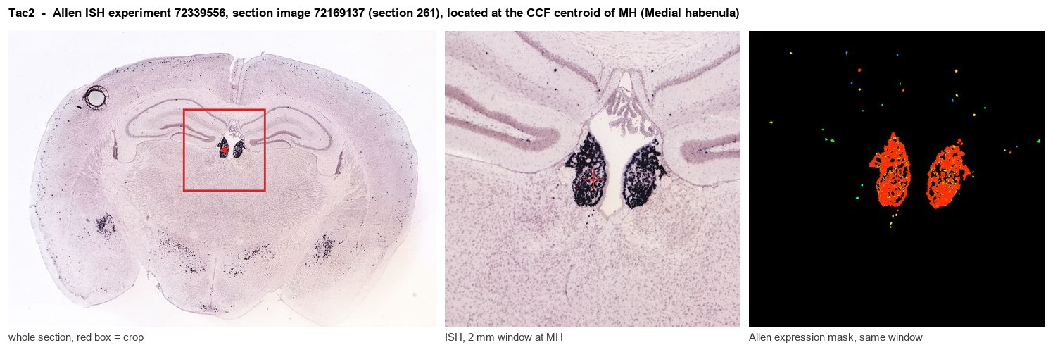 Tac2 Allen ISH at the CCF centroid of MH