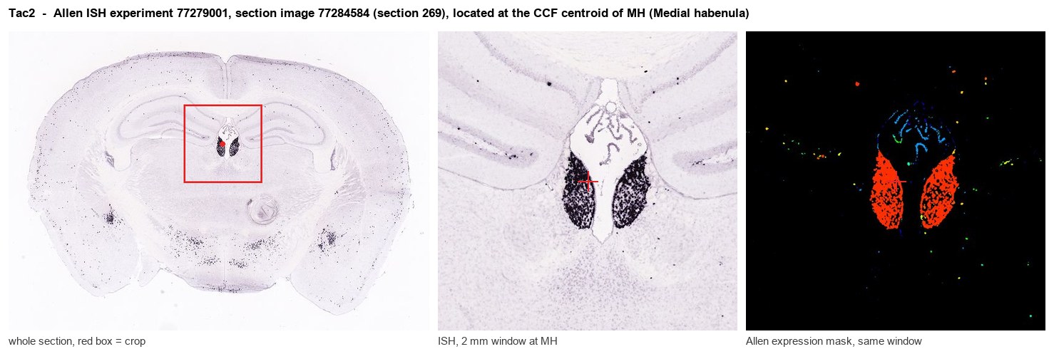 Tac2 Allen ISH at the CCF centroid of MH