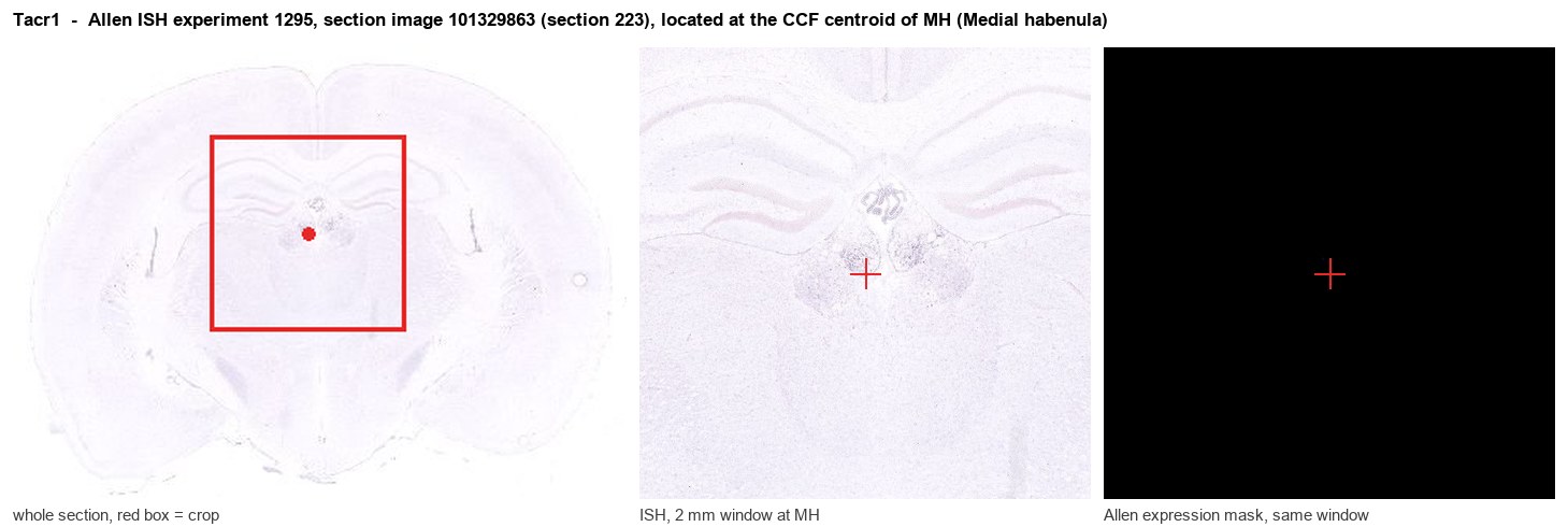 Tacr1 Allen ISH at the CCF centroid of MH