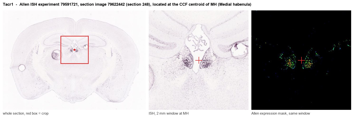 Tacr1 Allen ISH at the CCF centroid of MH