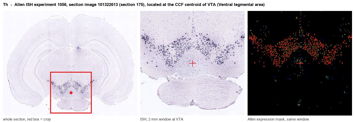 Th Allen ISH at the CCF centroid of VTA