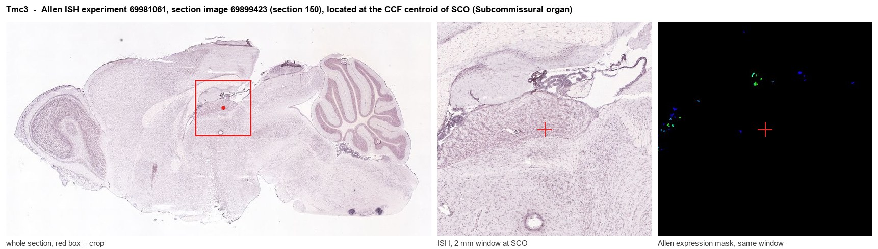 Tmc3 Allen ISH at the CCF centroid of SCO