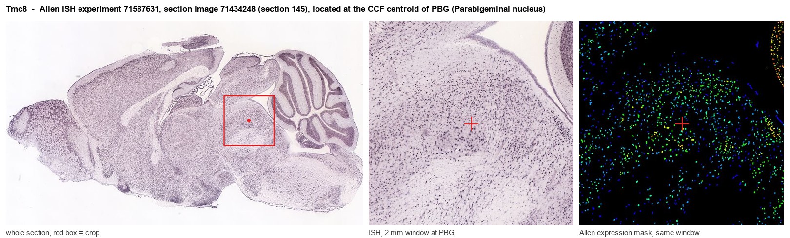Tmc8 Allen ISH at the CCF centroid of PBG