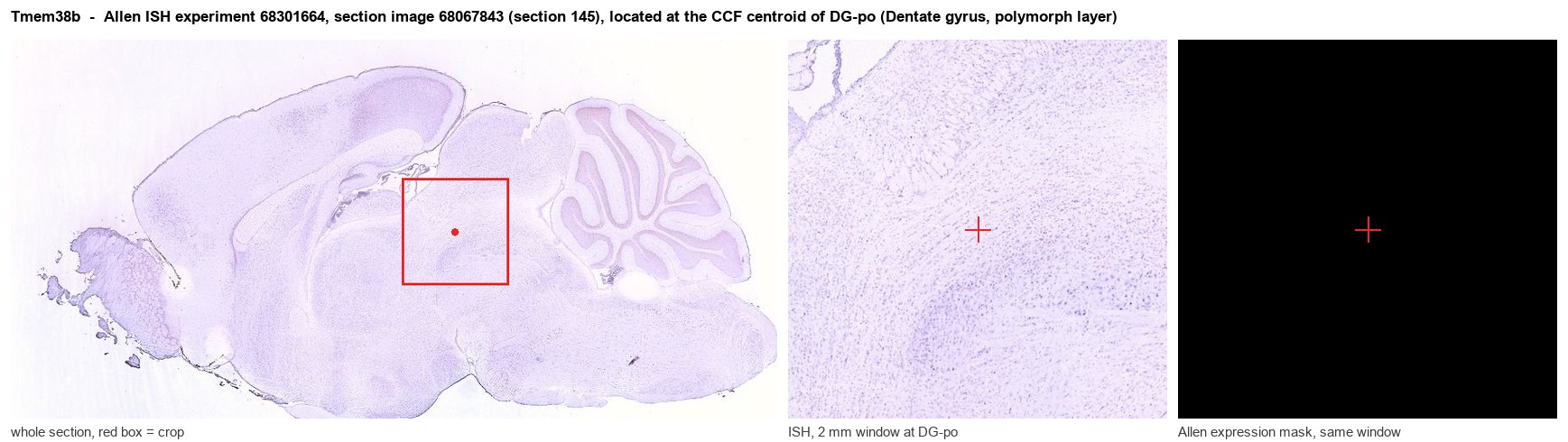 Tmem38b Allen ISH at the CCF centroid of DG-po