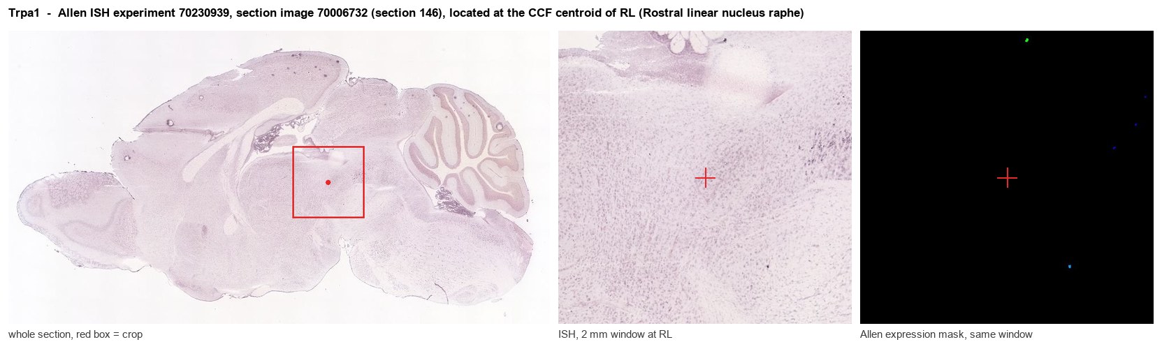 Trpa1 Allen ISH at the CCF centroid of RL