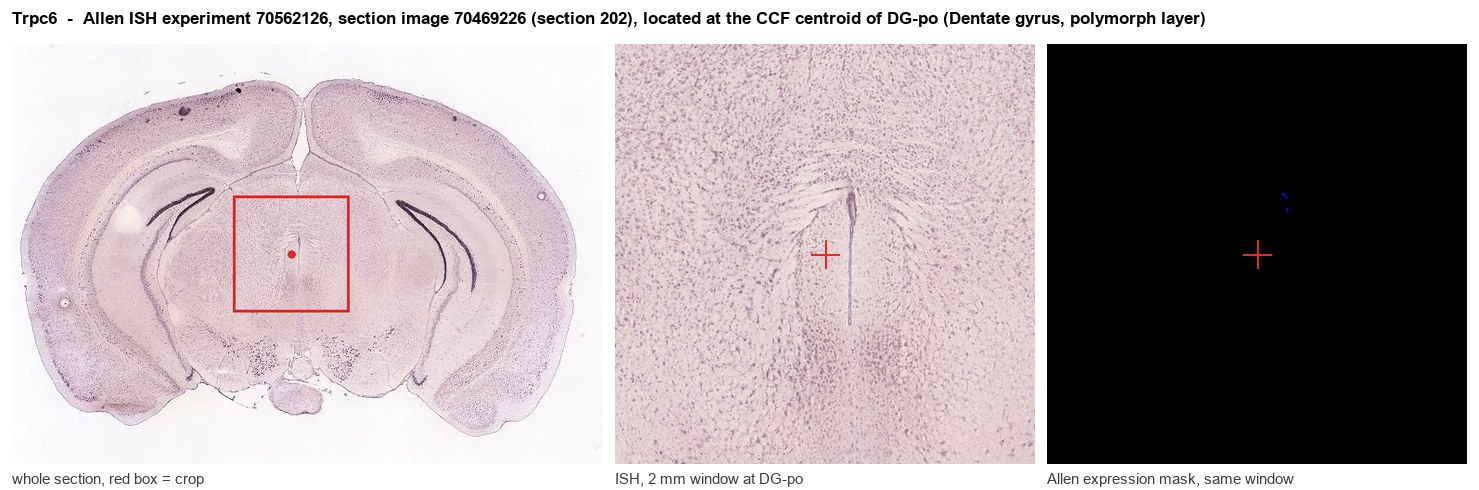 Trpc6 Allen ISH at the CCF centroid of DG-po
