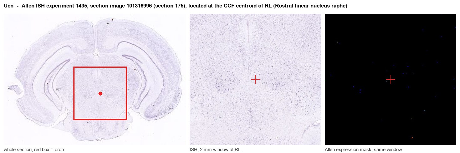 Ucn Allen ISH at the CCF centroid of RL