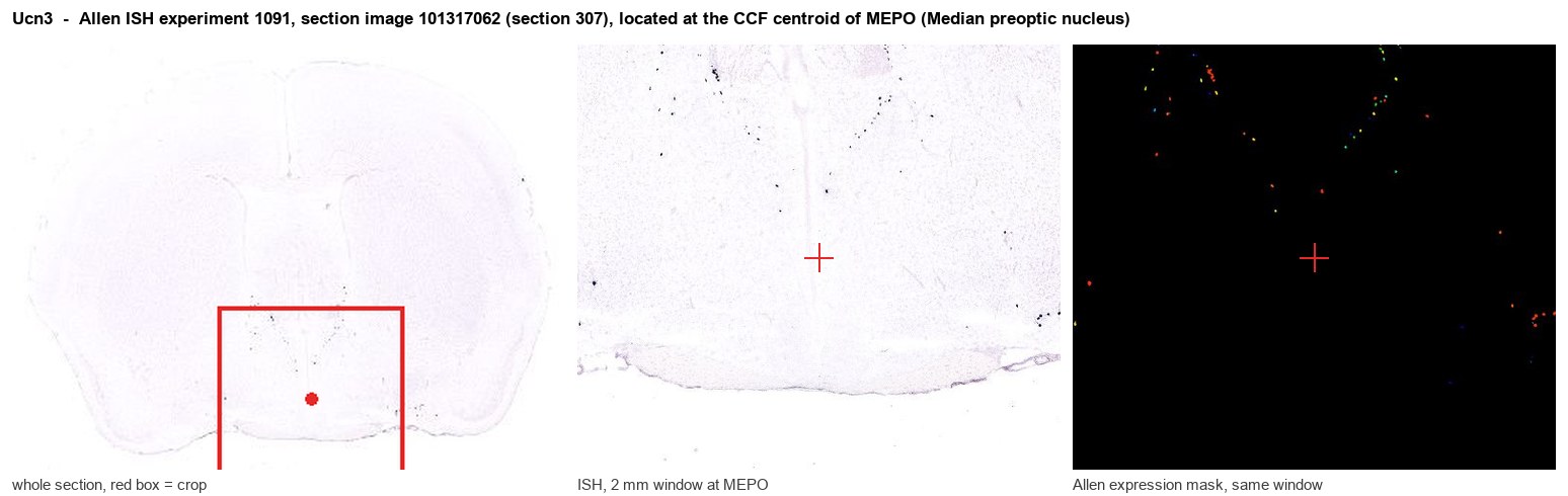 Ucn3 Allen ISH at the CCF centroid of MEPO