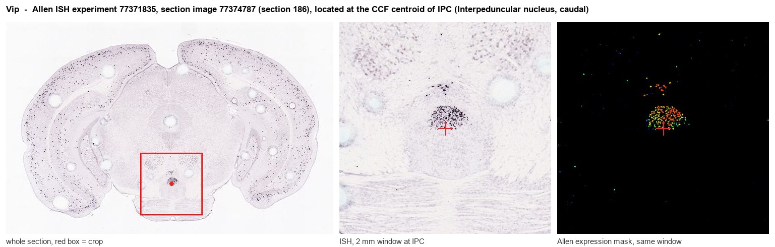 Vip Allen ISH at the CCF centroid of IPC