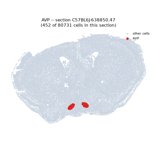AVP MERFISH region locator