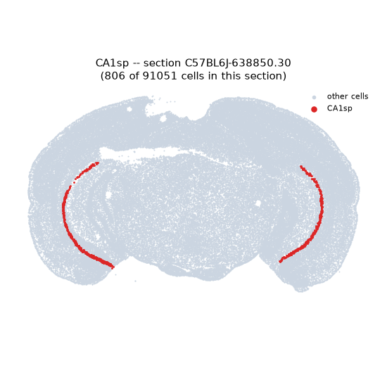 CA1sp MERFISH region locator