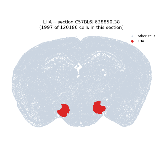 LHA MERFISH region locator