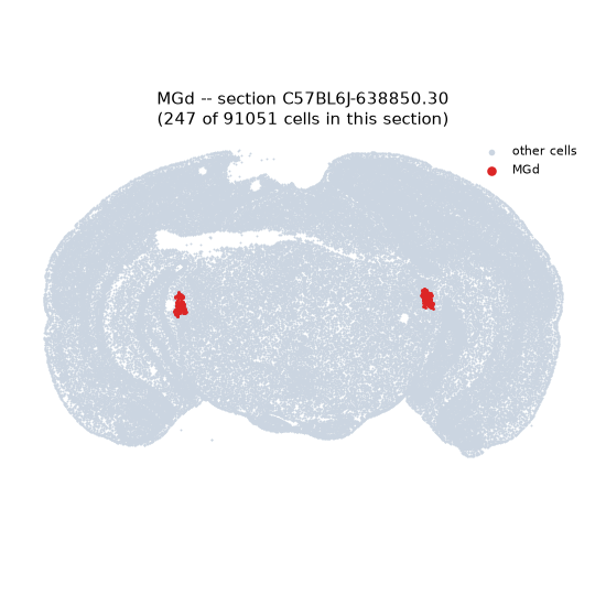 MGd MERFISH region locator