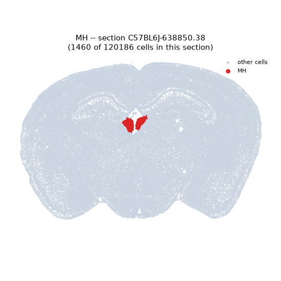 MH MERFISH region locator