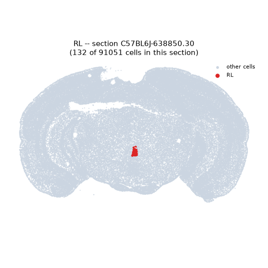 RL MERFISH region locator