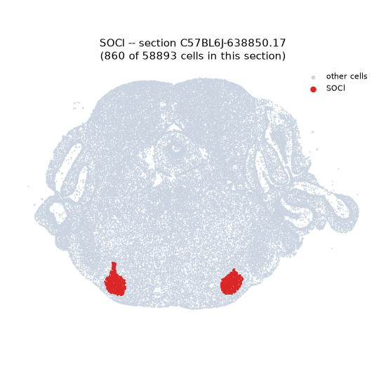 SOCl MERFISH region locator
