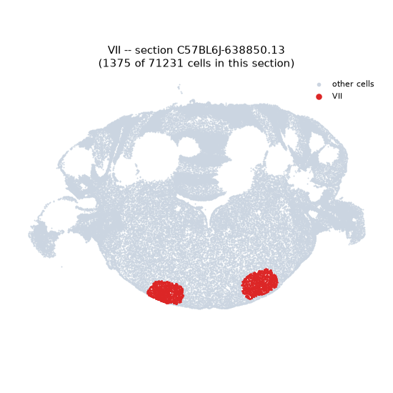 VII MERFISH region locator