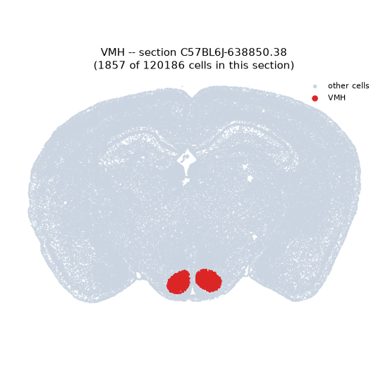 VMH MERFISH region locator